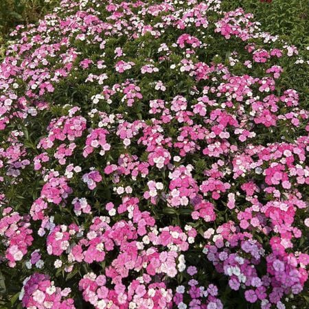 Amazon Rose Magic, (F1) Dianthus - Packet image number null